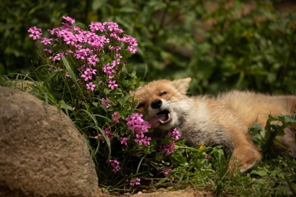 Лиса в цветах