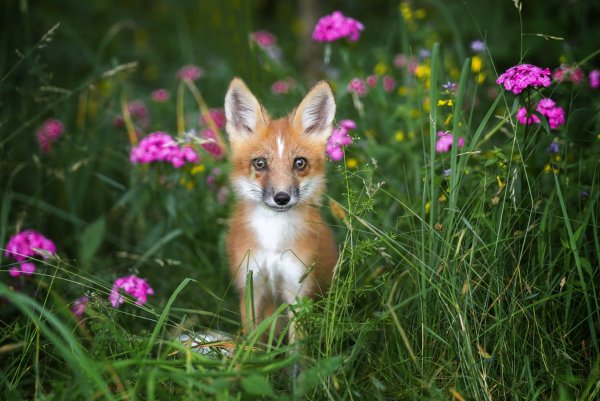 Лисенок в цветах