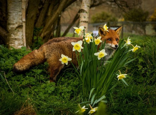 Лиса весной на рабочий стол