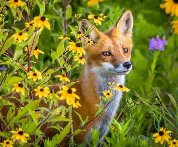 Красивая лиса весной