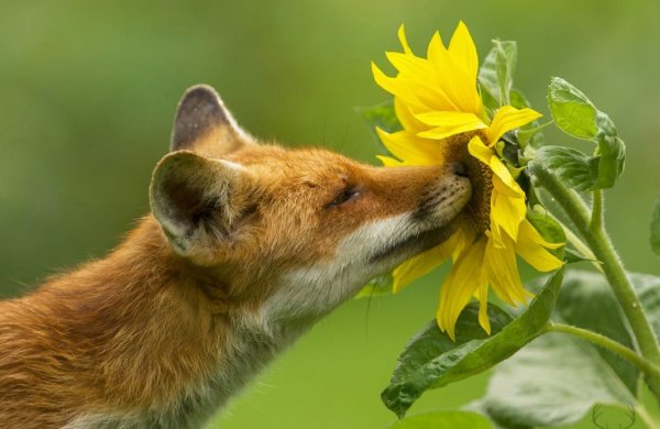 Лиса весной