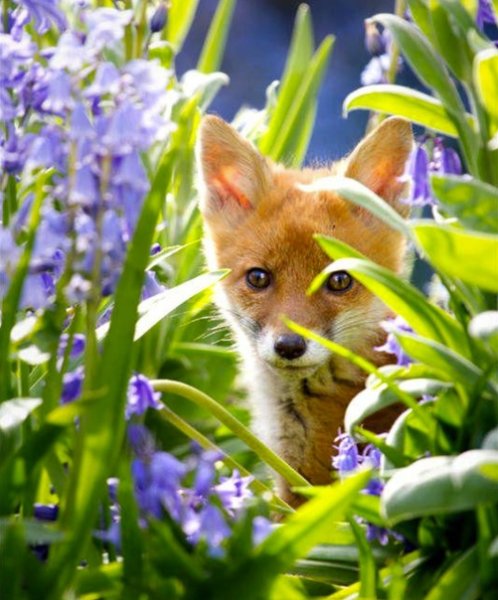 Лисица в цветах