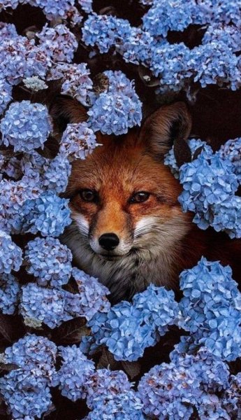 Лисенок в цветах