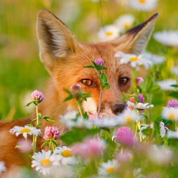 Лисица в цветах