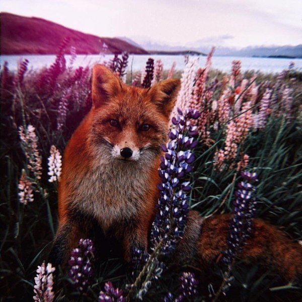 Лиса на солнышке