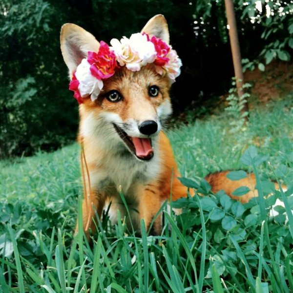 Счастливая лиса Джунипер