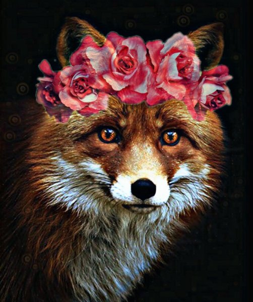 Красивая лиса