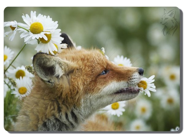 Лисенок и цветы