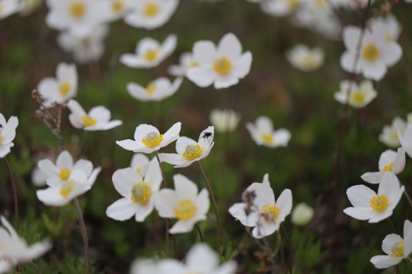 Растения Саха Якутия
