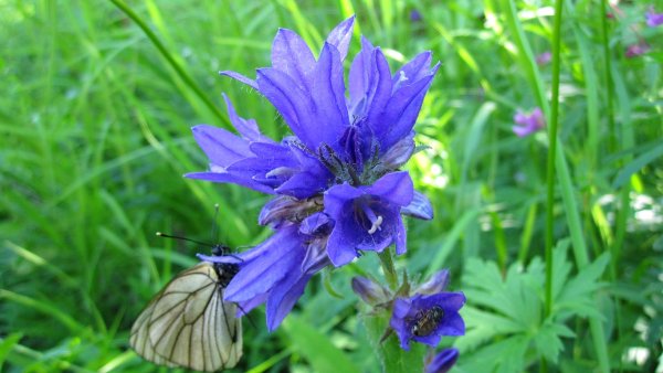 Якутские цветы