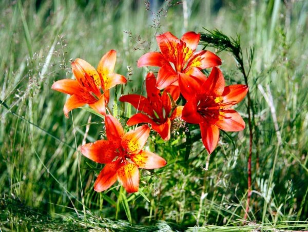 Якутская Лилия Сардаана