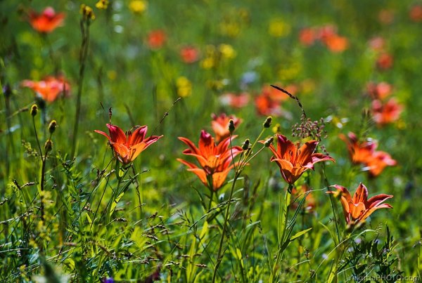 Растения Якутии Сардаана
