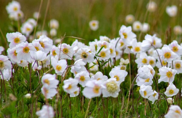 Саха Сирин сибэккиилэрэ