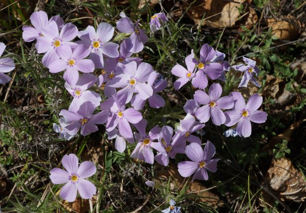 Phlox sibirica