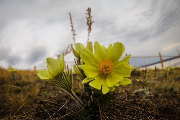 Ньургуьун сибэкки