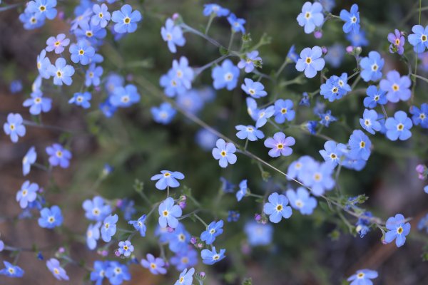 Незабудочник Якутский