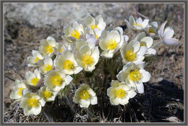 Сон трава прострел якутские подснежники