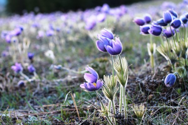 Подснежники сон трава ургульки
