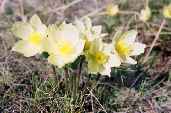 Подснежники Якутии