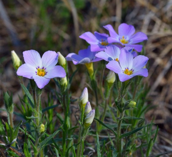 Сардаана и Ньургуьун