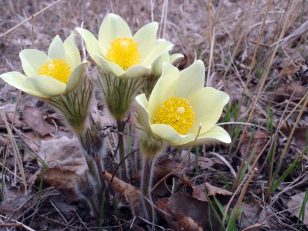 Ньургуьун сибэкки