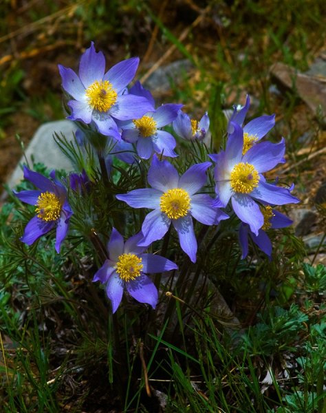 Прострел cernua Aurea