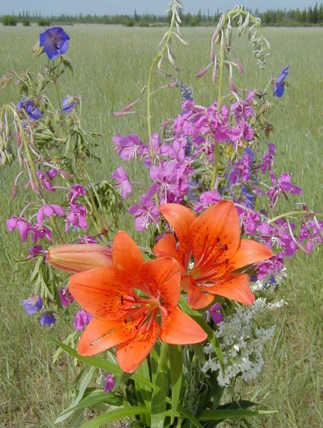 Сардаана сибэкки