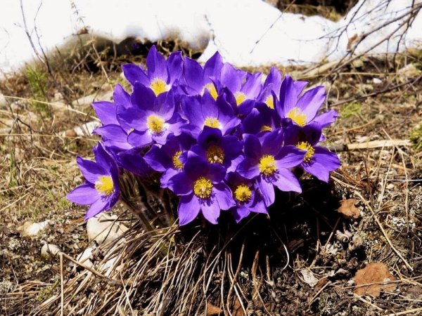 Сон трава прострел якутские подснежники