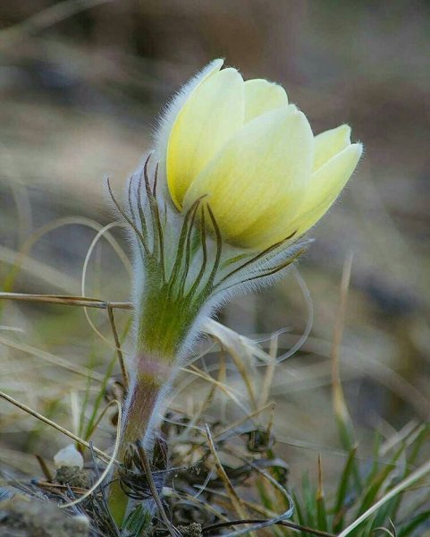 Желтые подснежники Якутии