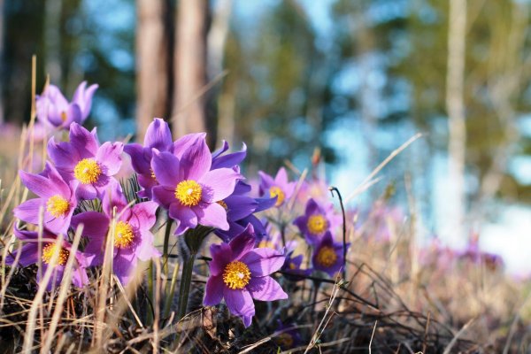 Забайкальские подснежники ургульки