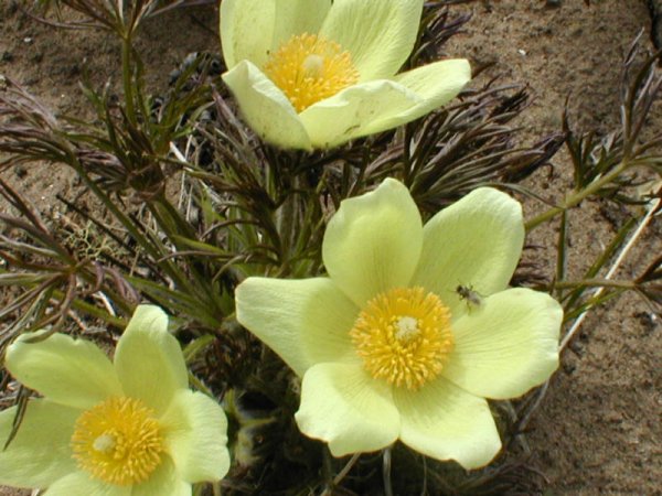 Сардаана и Ньургуьун