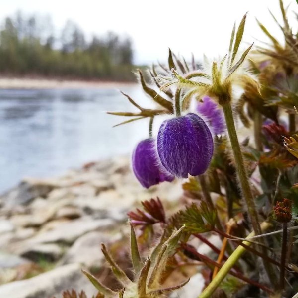 Цветы Якутии