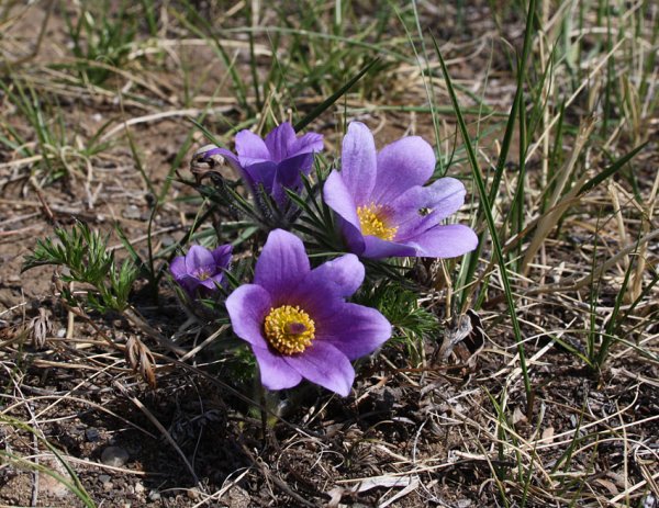 Подснежник Сибирский прострел