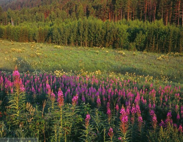 Кипрей в тайге