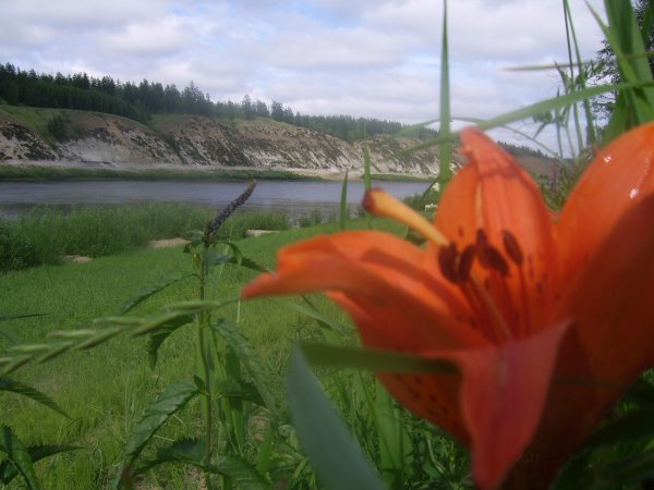 Сардана Даурская Лилия