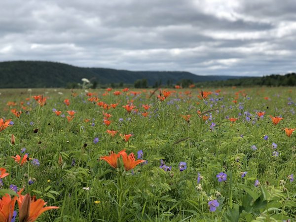 Байкальский Подснежник прострел