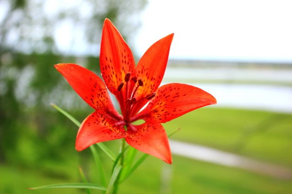 Красота растений Якутии