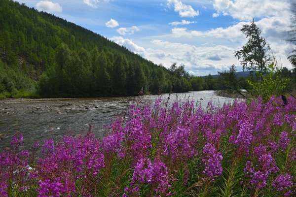 Прострел Сибирский