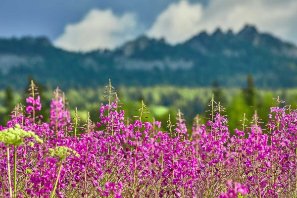 Сардаана сибэкки