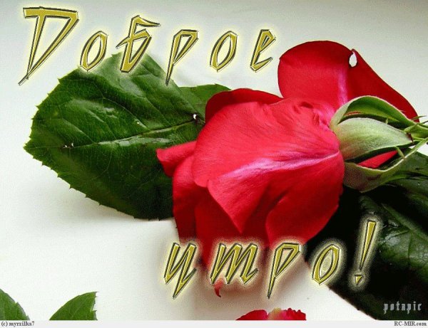 Доброе утро цветы