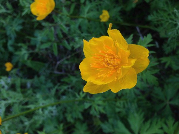 Фиолетовый цветок в Якутии