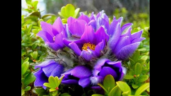 Даурский Подснежник