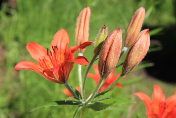 Растительный мир Якутии