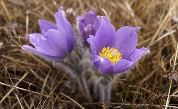 Подснежники прострел Уральский