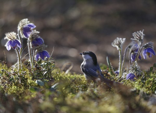 Подснежники Якутии