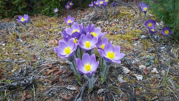 Якутская Лилия Сардаана