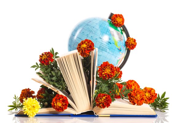 Красивые цветы для учителя