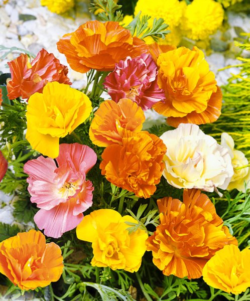 Эшшольция Калифорнийская махровая