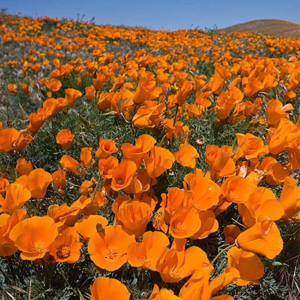 Цветок эшшольция Калифорнийская