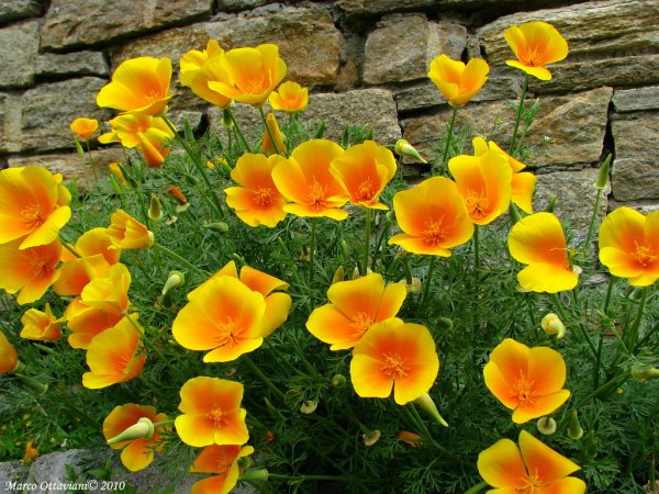 Эшшольция феерия оранжевая